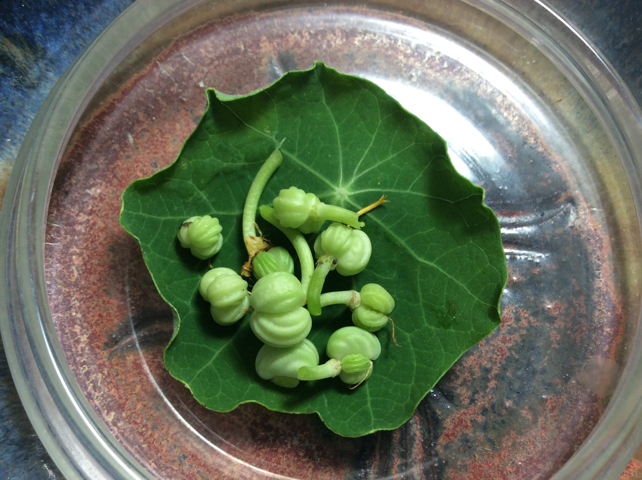 Nasturtiums Versatile and Easy to Grow Countryside